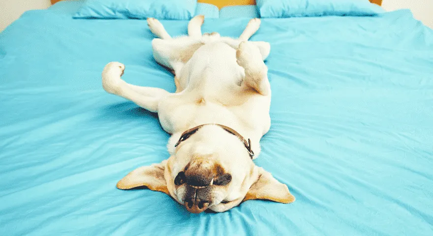 anjing berbaring di tempat tidur