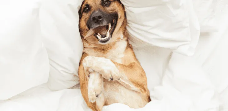 למה הכלב שלי שורט את הסדינים שלי