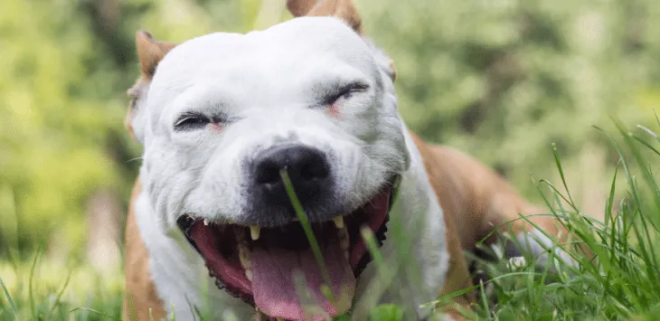 Dlaczego mój pies kaszle, gdy jest podekscytowany