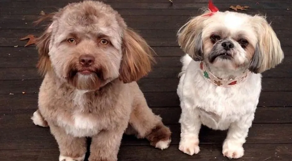 Dlaczego psy są dla nas, ludzi, takie słodkie?