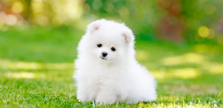 Dlaczego psy są dla nas, ludzi, takie słodkie?