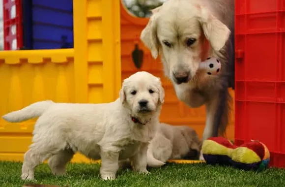 Zašto moj pas gricka moje štene