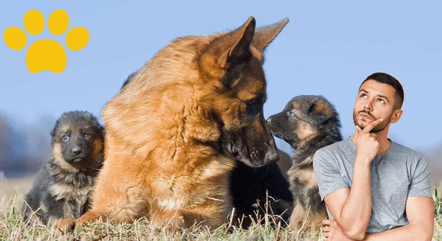 Kako intervenirati: kada grickanje postane pretjerano