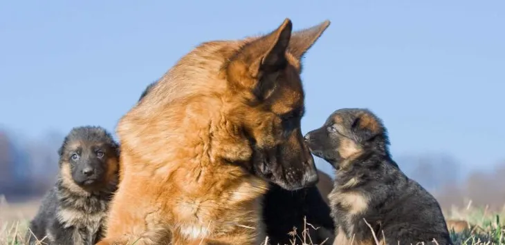 Zašto moj pas gricka moje štene