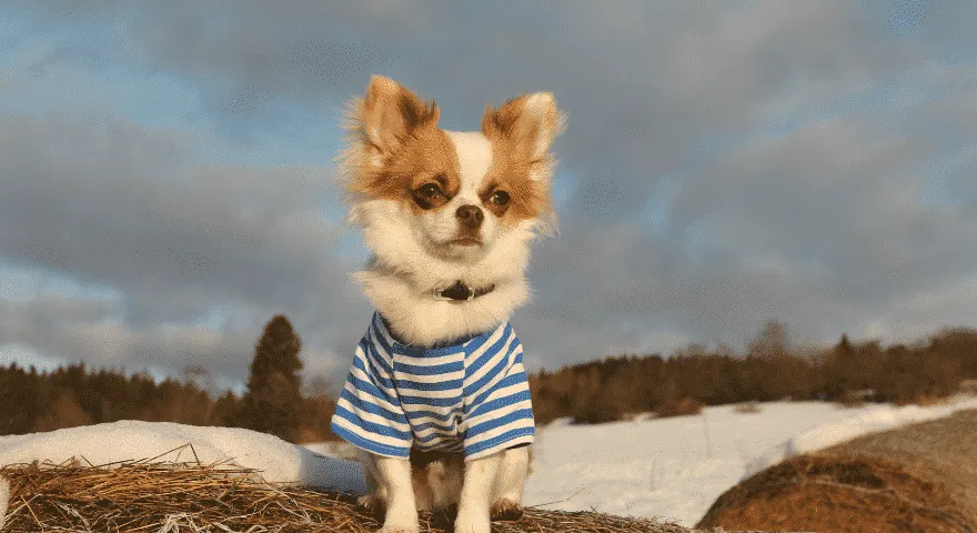 치와와는 대부분의 시간을 흔든다