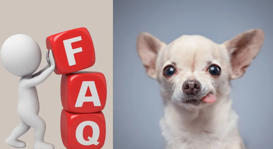 우리 치와와는 왜 이렇게 떨고 있는 걸까요?