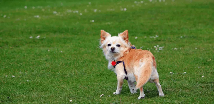 치와와는 왜 대부분의 시간 동안 몸을 흔드나요?
