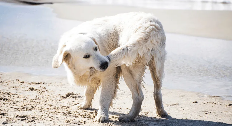 Hvorfor cirkler hunde