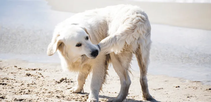 Hvorfor cirkler hunde konstant