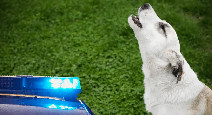 Zakaj psi tulijo na sirene