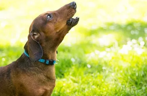なぜ犬はサイレンに吠えるのでしょうか？