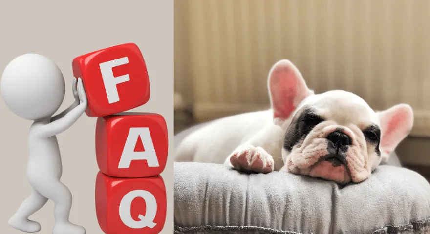 FAQ Mengapa Anjing Menjilat Tempat Tidurnya Sepanjang Waktu