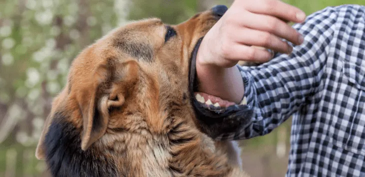 Dlaczego mój pies chce ugryźć mnie lub innych, gdy jest podekscytowany