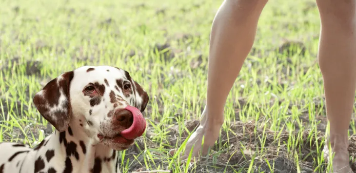 개가 내 다리를 핥는 이유는 무엇입니까?