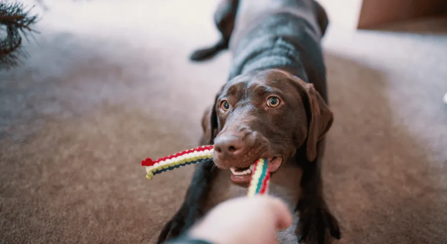 Zabawki marszczone są korzystne dla Twojego psa' title='Dlaczego psy lubią marszczone zabawki?