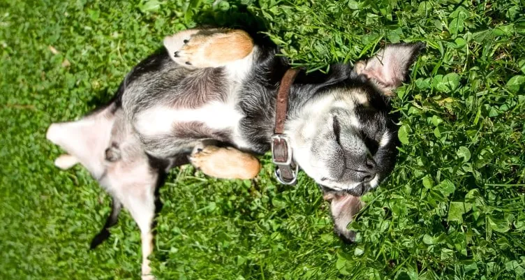 Por que os cães rolam na grama o tempo todo?