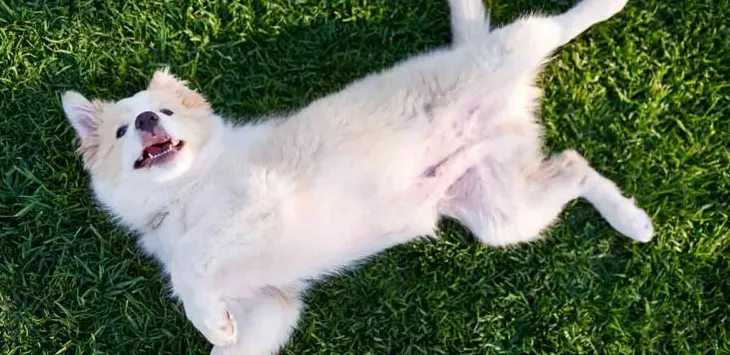 Por que os cães rolam na grama o tempo todo?