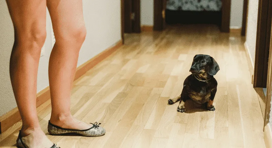 pes se s vámi chce lépe spojit