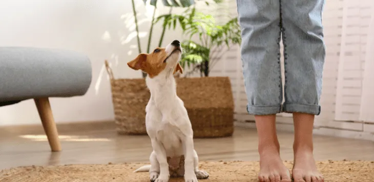 Proč vás psi následují do koupelny