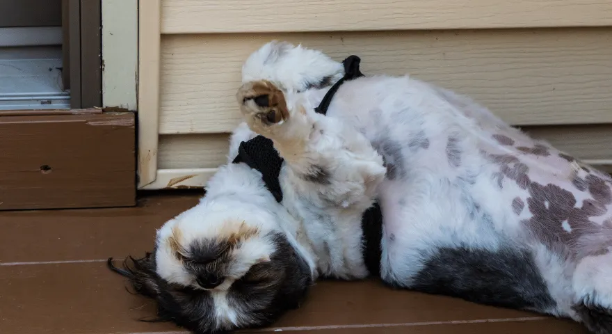 pies tarzający się, ukrywający jedzenie' title='Dlaczego psy turlają się po jedzeniu?