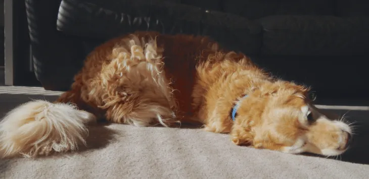 Dlaczego psy turlają się po jedzeniu?