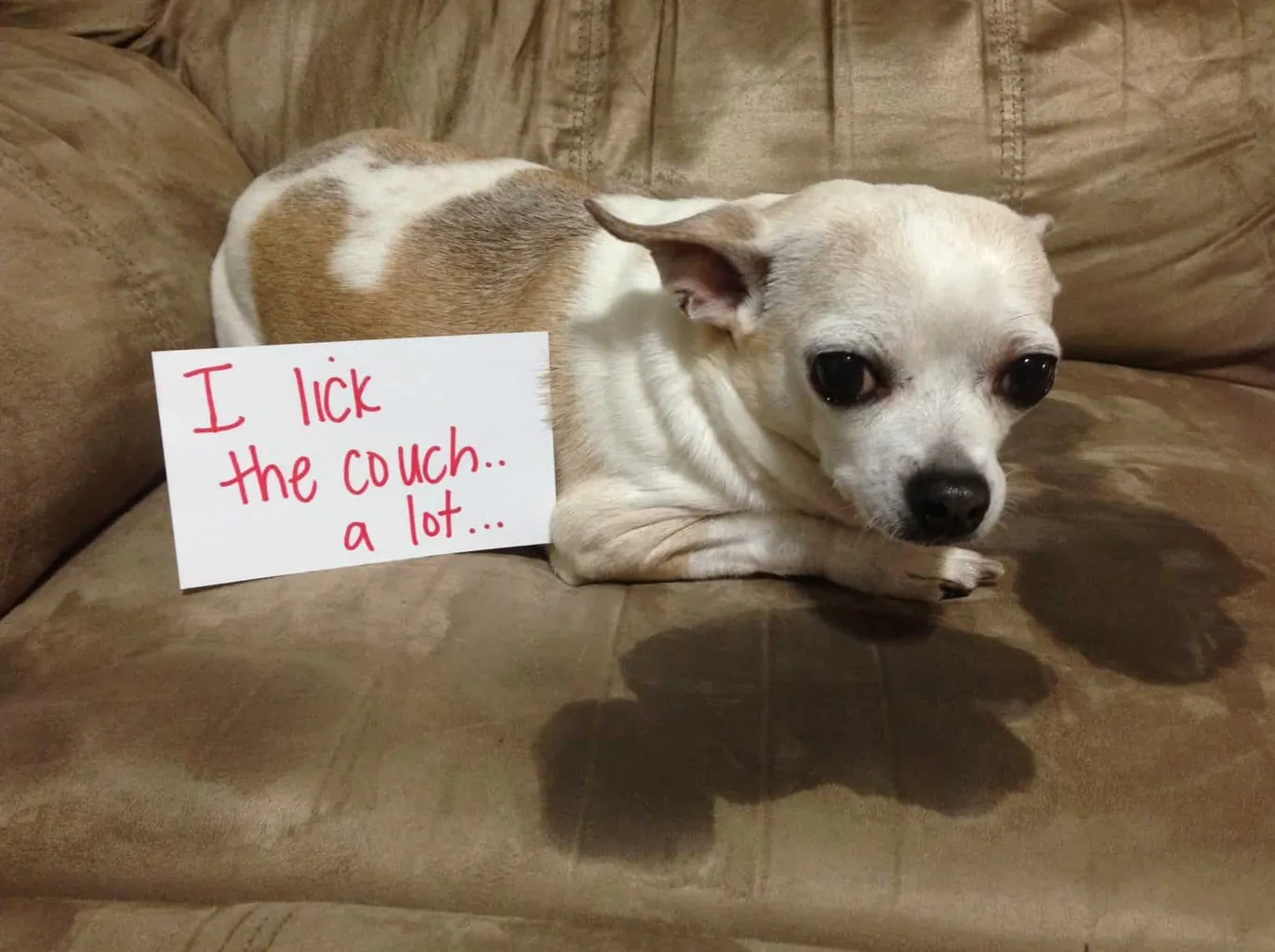 divano che lecca cani