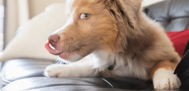 Waarom likt mijn hond de hele tijd aan mijn bank?