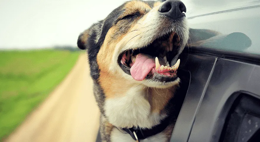 ο σκύλος που πονάει θα λαχανιάσει