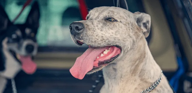 Miért lihegnek a kutyák az autóban?