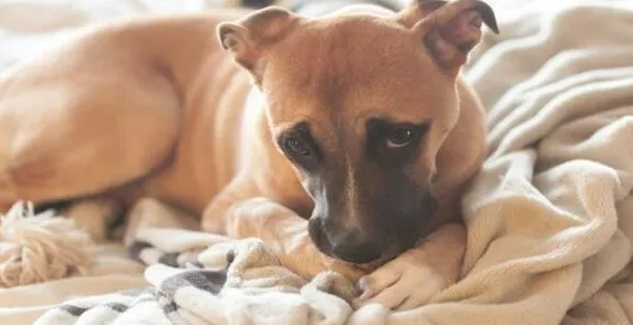 Hvorfor slikker hunden min tepper