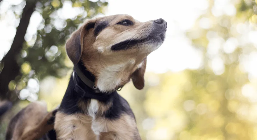 pasje alergije Vzroki, zakaj nos mojega psa postane rožnat