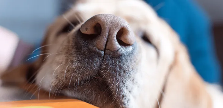 Pourquoi le nez de mon chien devient-il rose