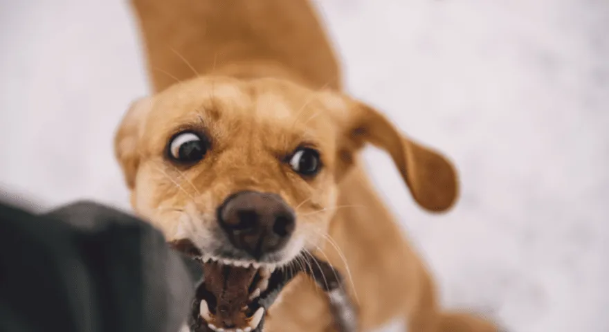 Psy atakują bez ostrzeżenia