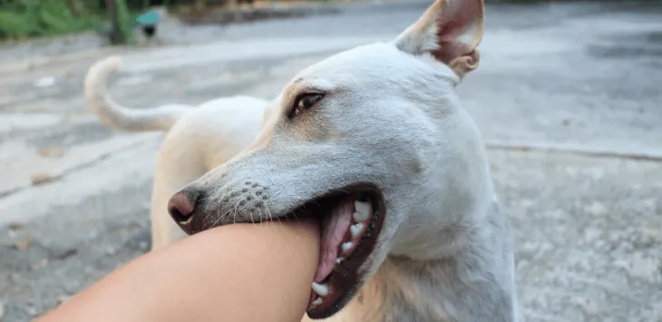 Waarom vallen honden aan zonder waarschuwing?