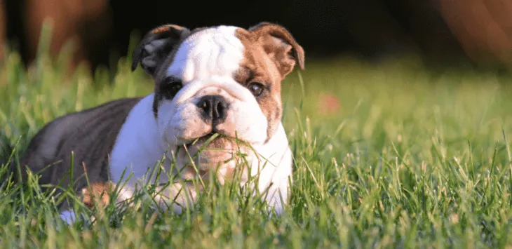 풀을 먹는 강아지: 왜 이런 짓을 할까요?