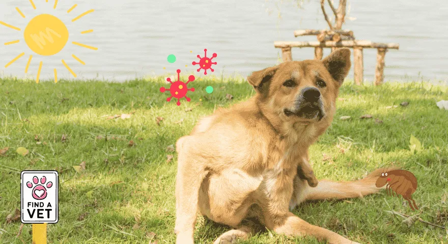 Priežastys, kodėl šunys jaučia niežėjimą