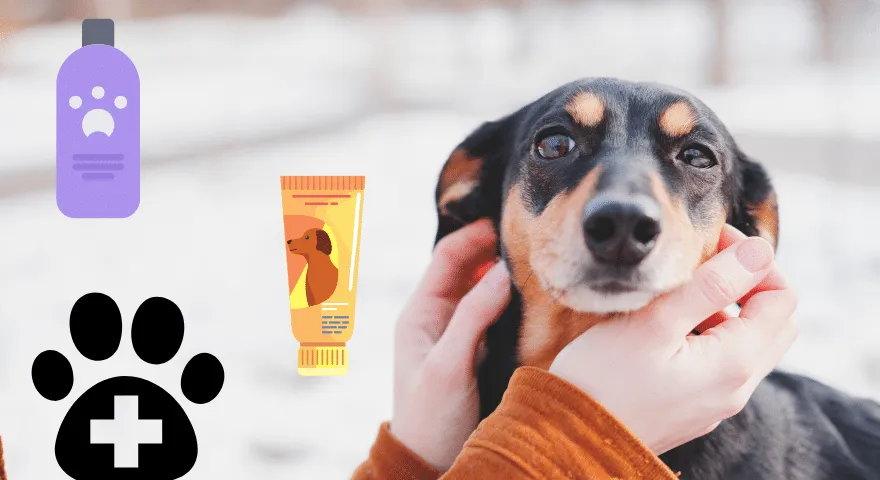 Kodėl šunims visą laiką niežti