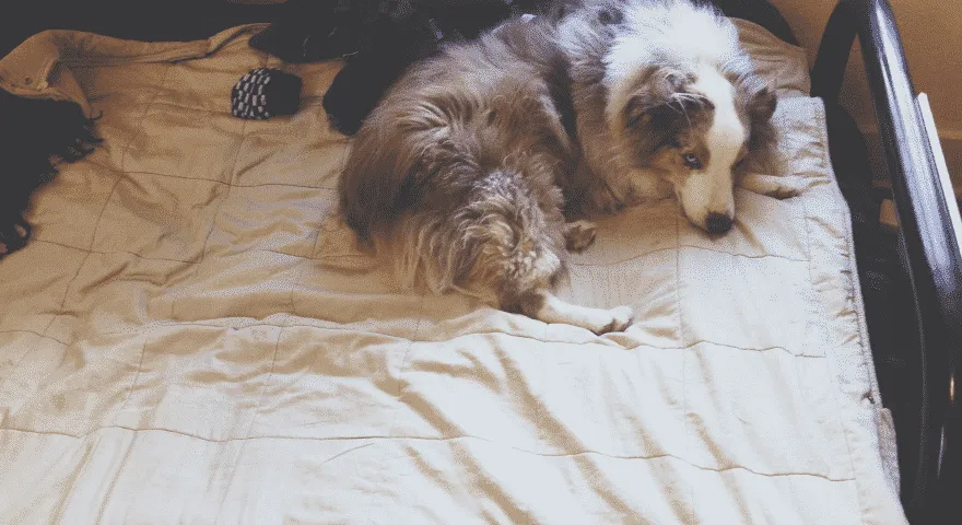 Hundar sover med rumpan vänd mot dig