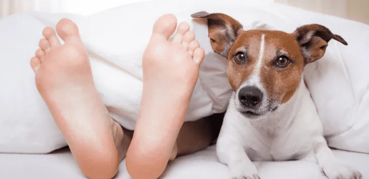 개들은 왜 엉덩이가 당신을 향한 채 잠을 자나요?