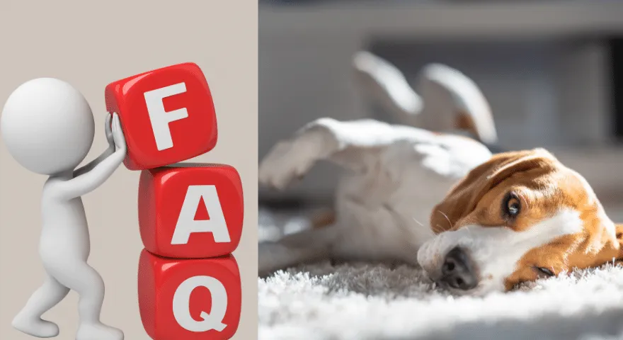 Często zadawane pytania Dlaczego psy drapią dywan' title='Dlaczego psy drapią dywan?