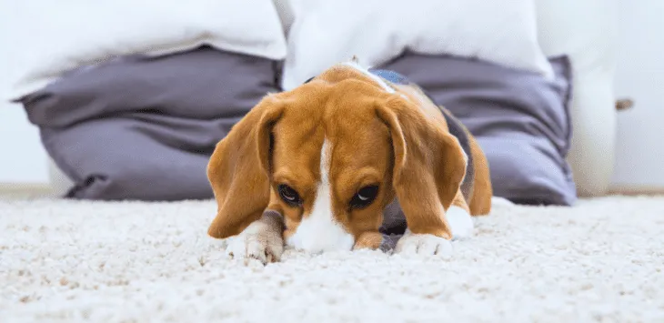 Dlaczego psy drapią dywan?