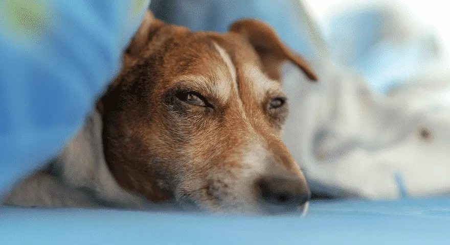 pies czuje się zagrożony