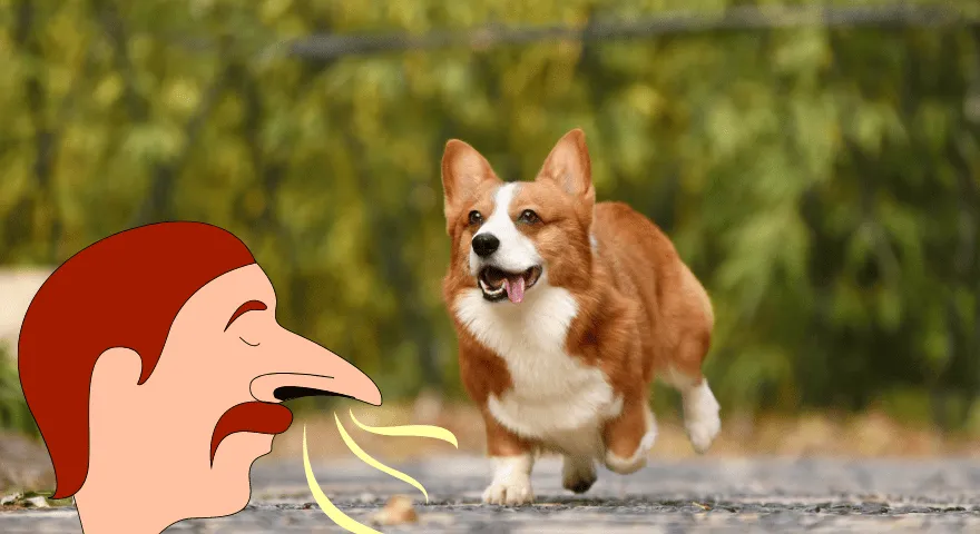 Mój pies pachnie amoniakiem w moczu