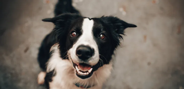 Hvorfor lukter hunden min som urinammoniakk?