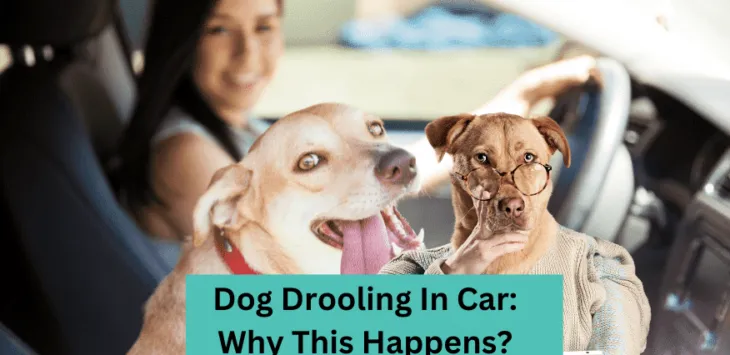 Anjing Mengiler Di Dalam Mobil: Mengapa Ini Terjadi?