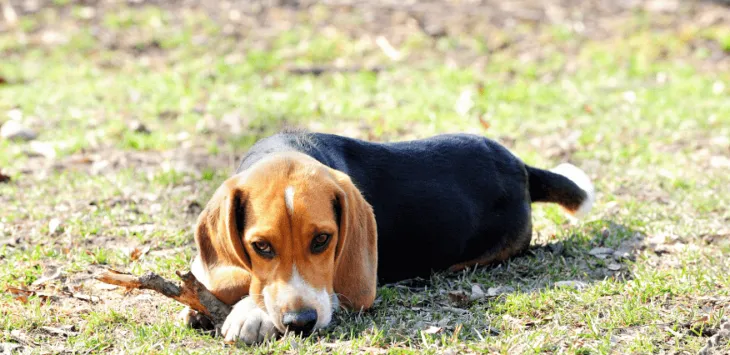내 개가 손톱을 씹거나 물어요