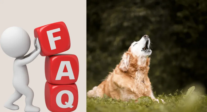 Dlaczego psy wyją' title='Dlaczego psy wyją i czy można to zatrzymać?