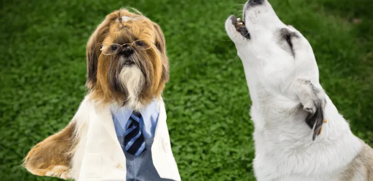 Dlaczego psy wyją i czy można to zatrzymać?