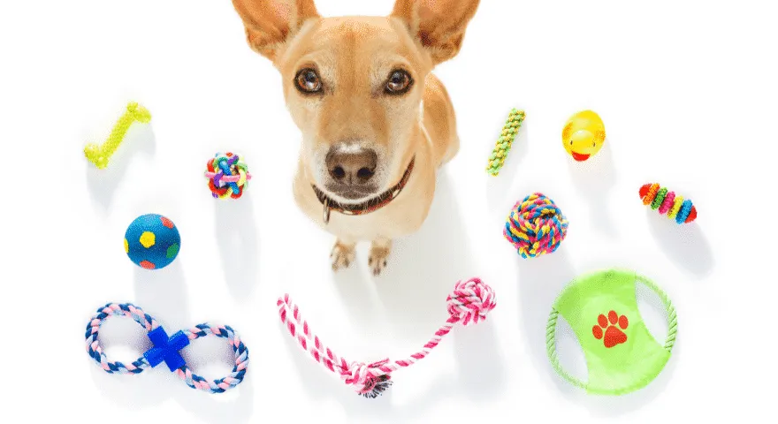 rasy psów częściej potrząsają zabawkami