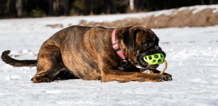 Dlaczego psy potrząsają zabawkami